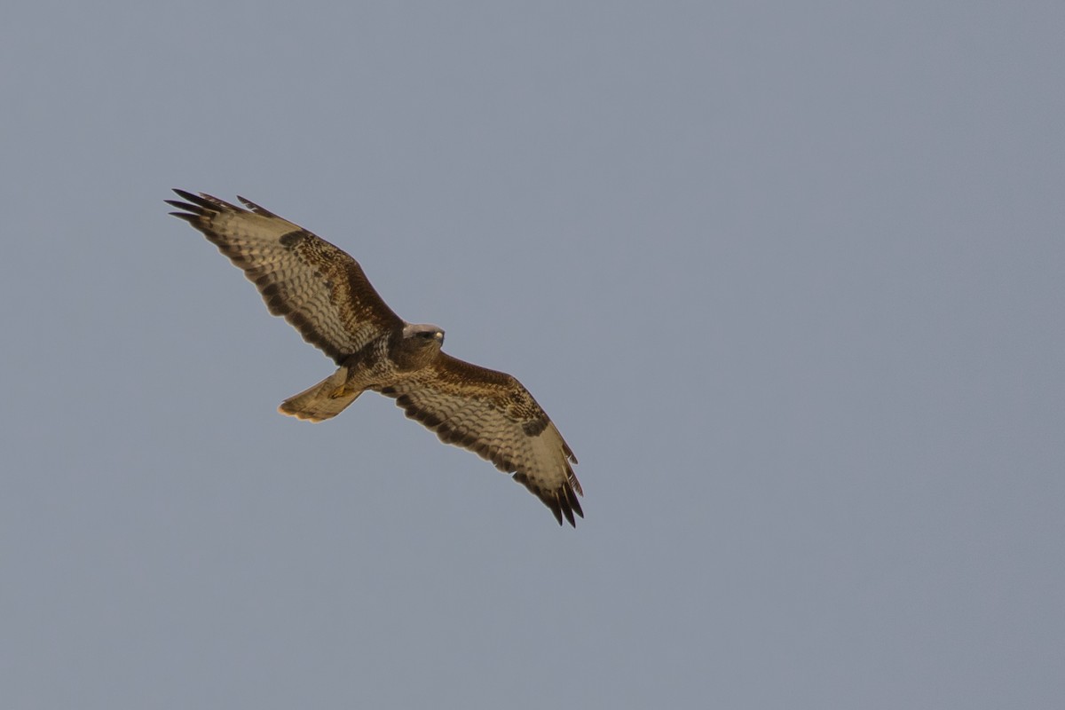 Common Buzzard (Steppe) - Mark Baker