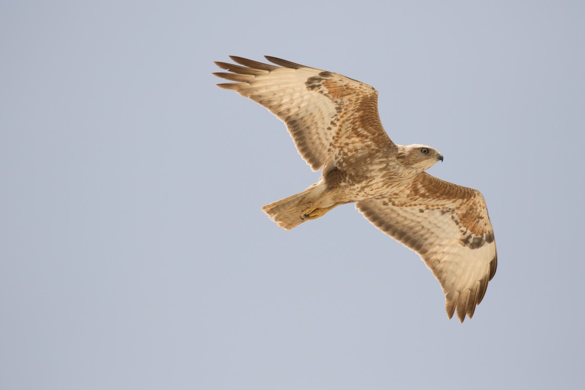Common Buzzard (Steppe) - Mark Baker