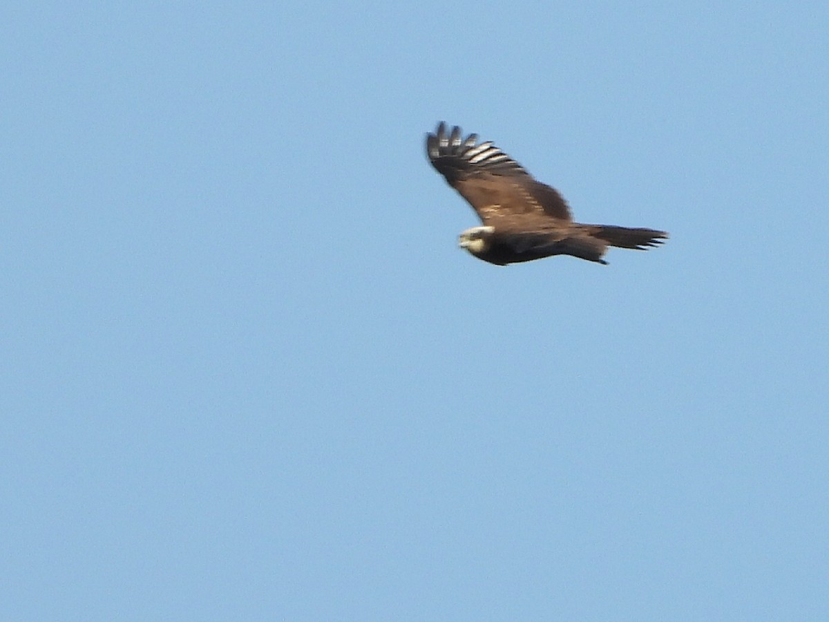 Western Marsh Harrier - ML609382026