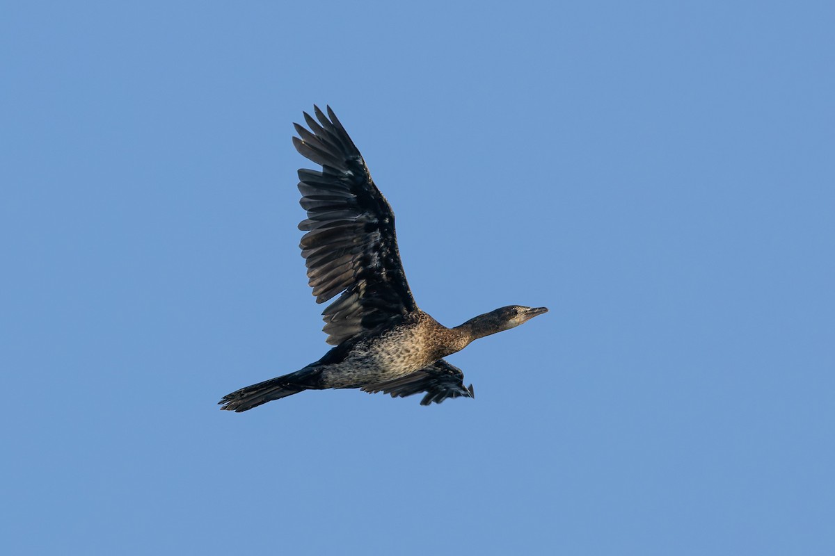 Pygmy Cormorant - ML609382055
