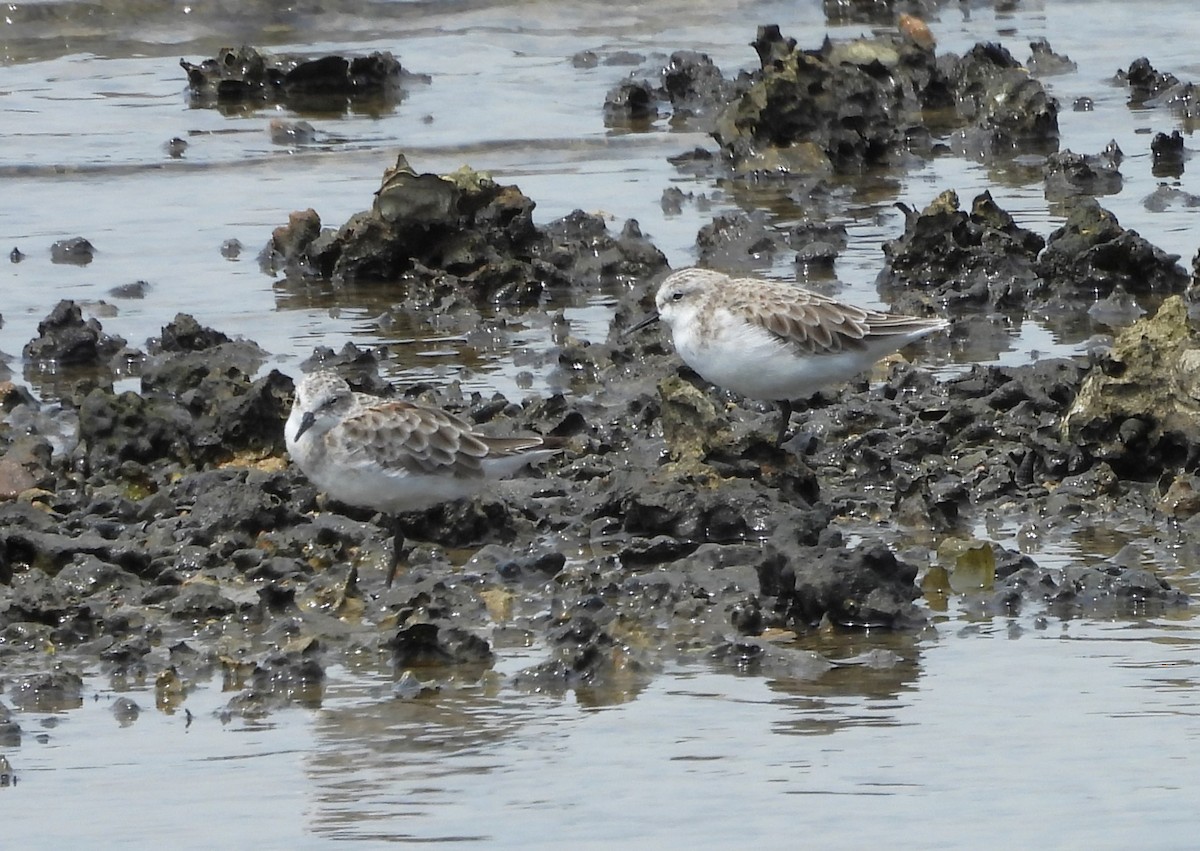 Tibetan Sand-Plover - ML609382056