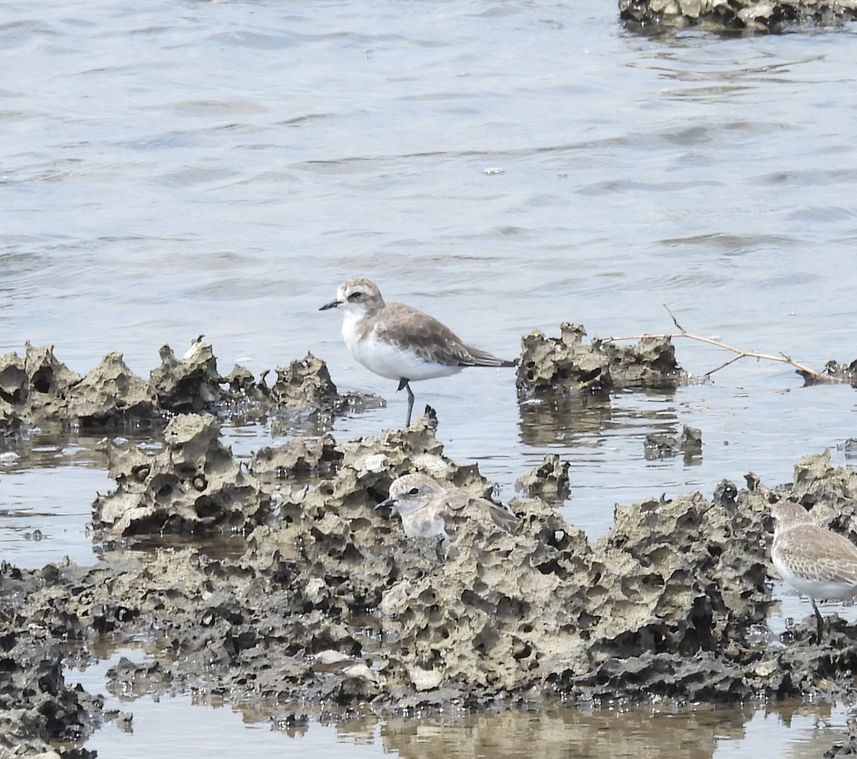 Tibetan Sand-Plover - ML609382057