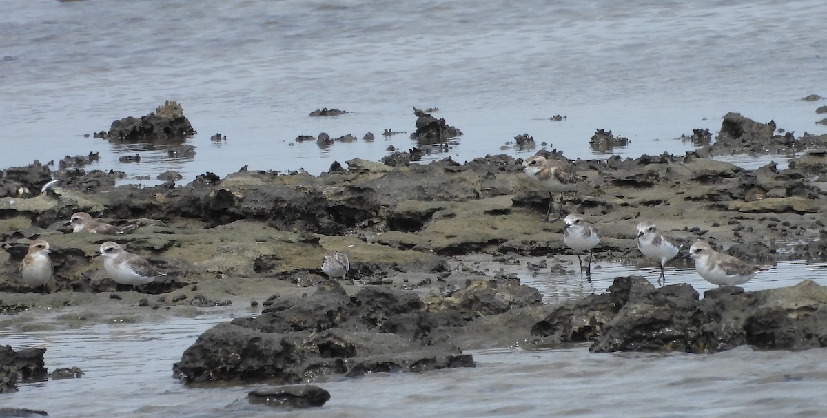 Tibetan Sand-Plover - ML609382058