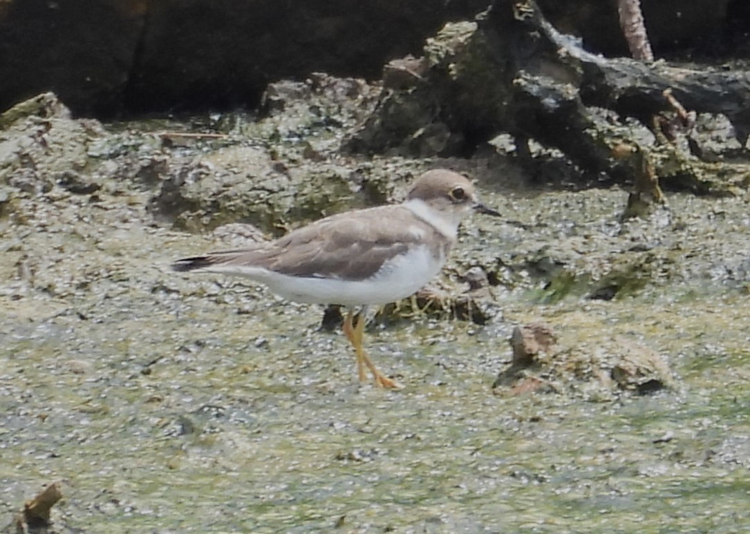 Little Ringed Plover - ML609382064