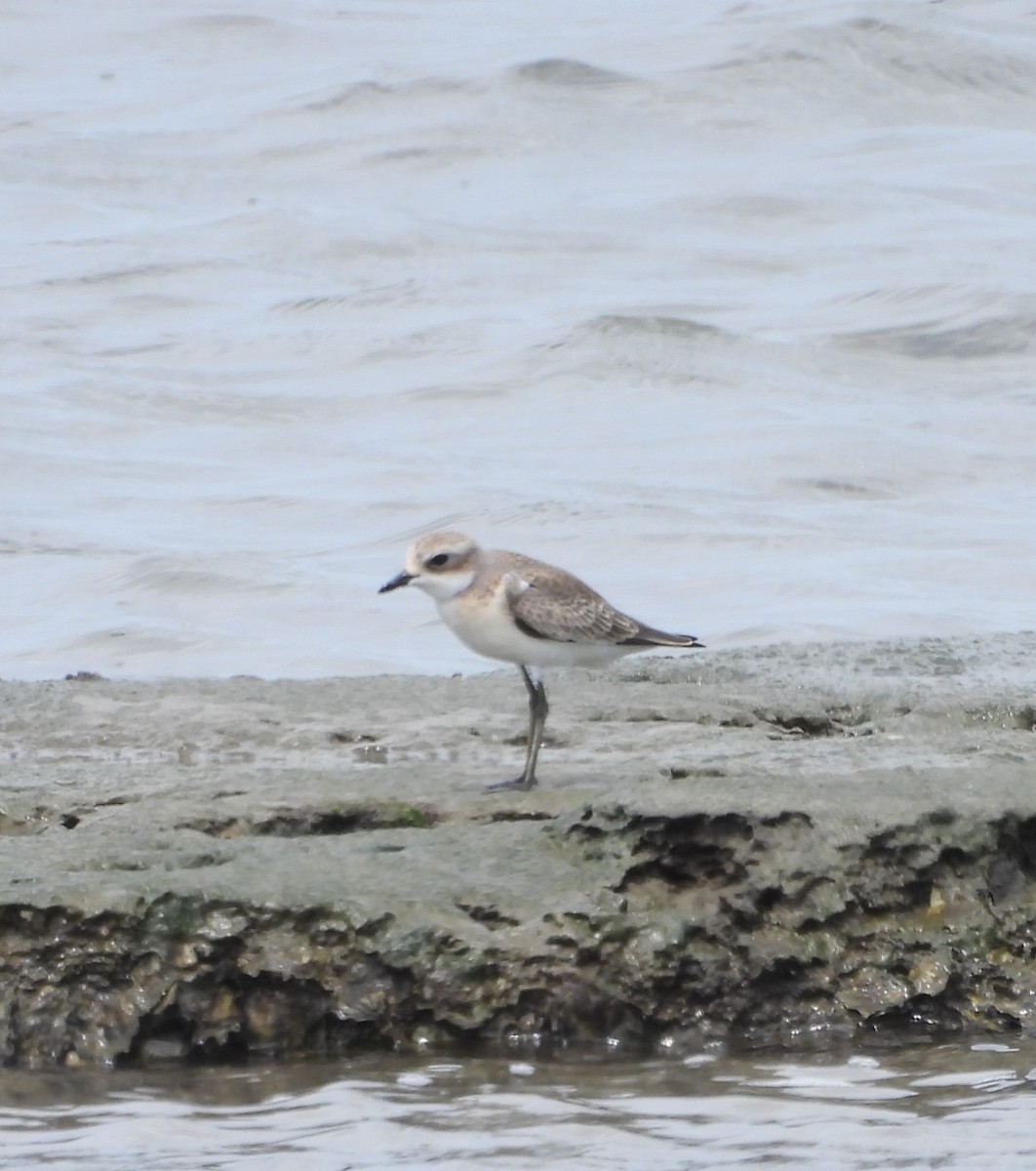 Tibetan Sand-Plover - Shivaprakash Adavanne