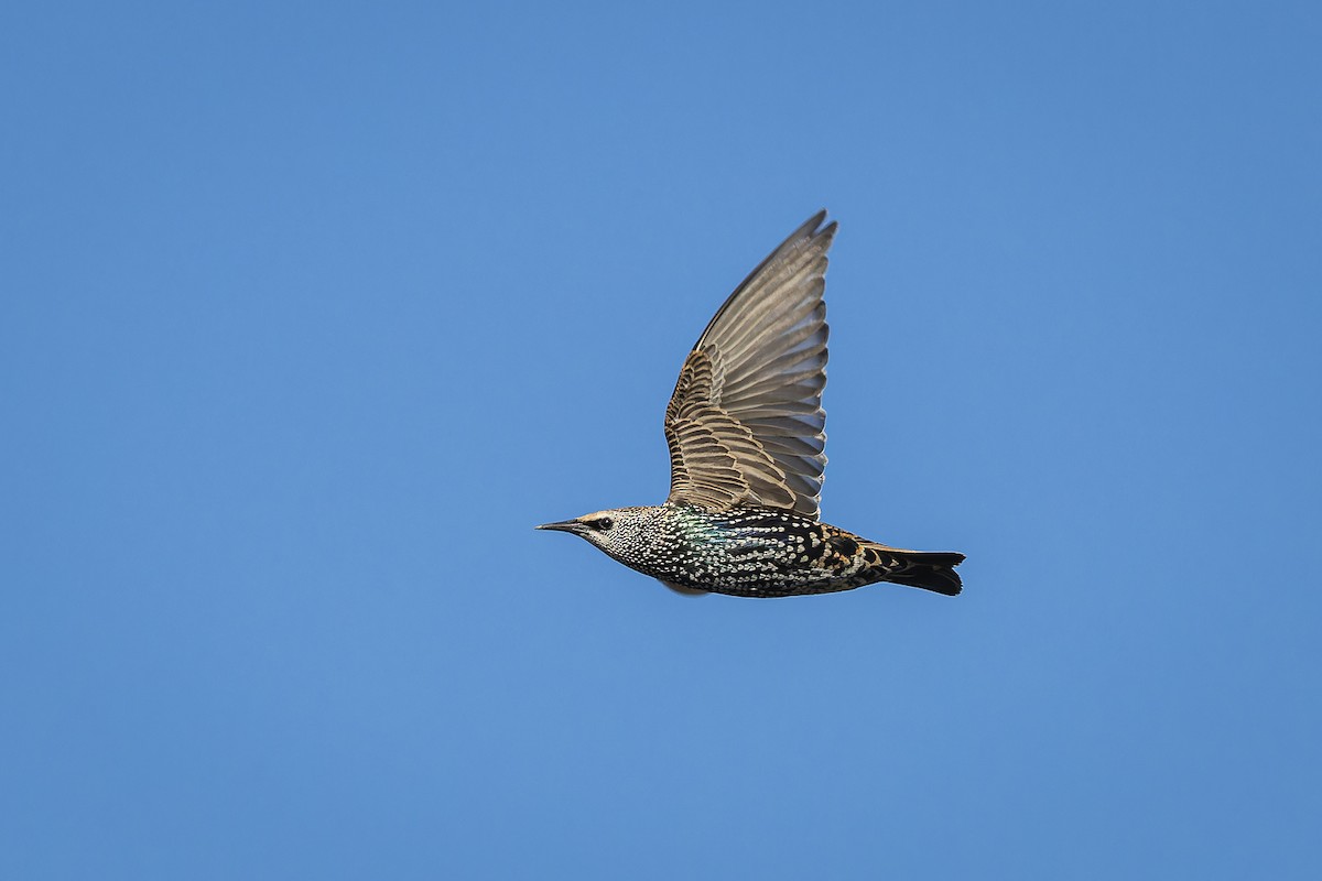 European Starling - ML609382090