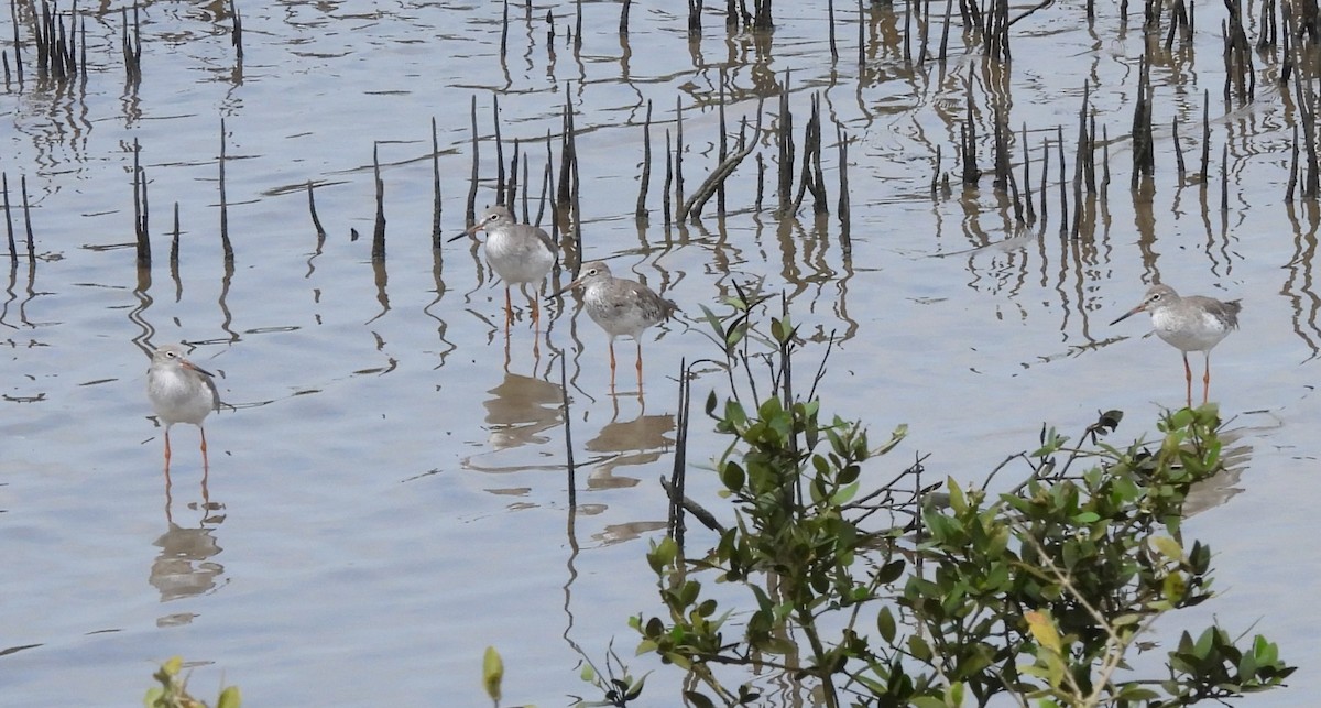 Common Redshank - ML609382096