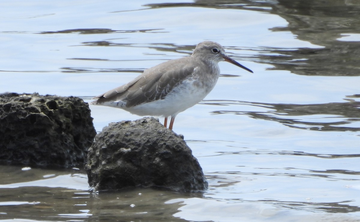 Common Redshank - ML609382097