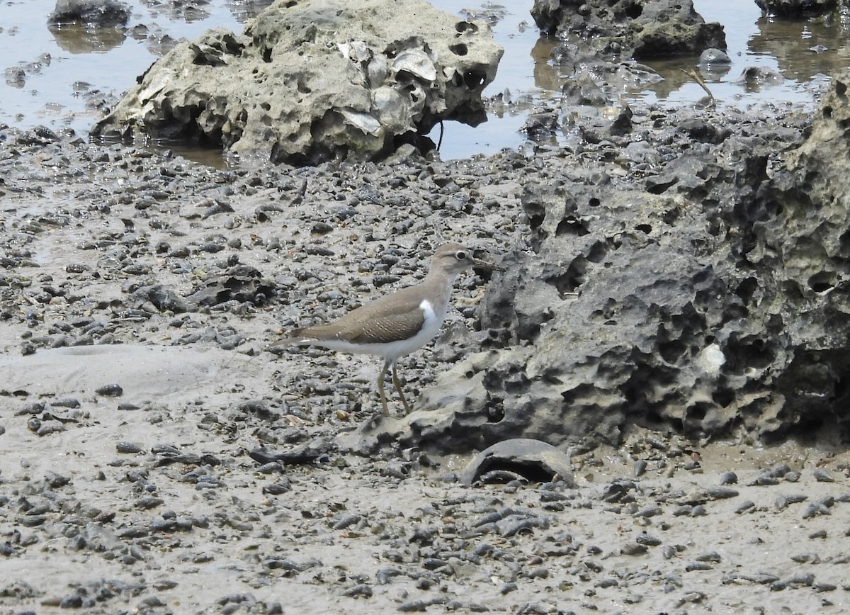 Common Sandpiper - ML609382106