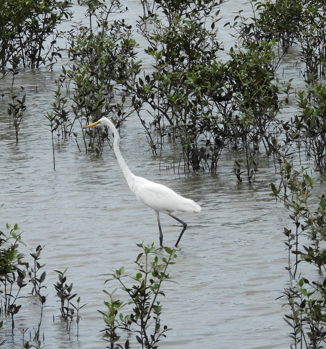 Great Egret - ML609382115