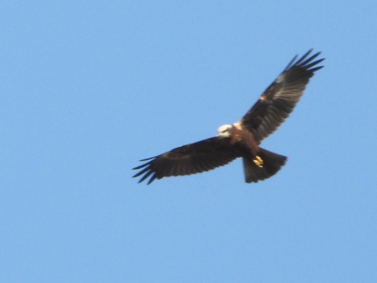 Western Marsh Harrier - ML609382188