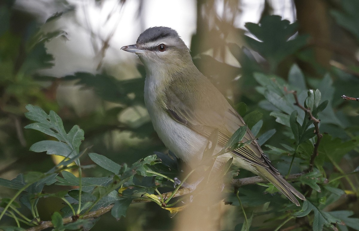 Red-eyed Vireo - Paul Chapman