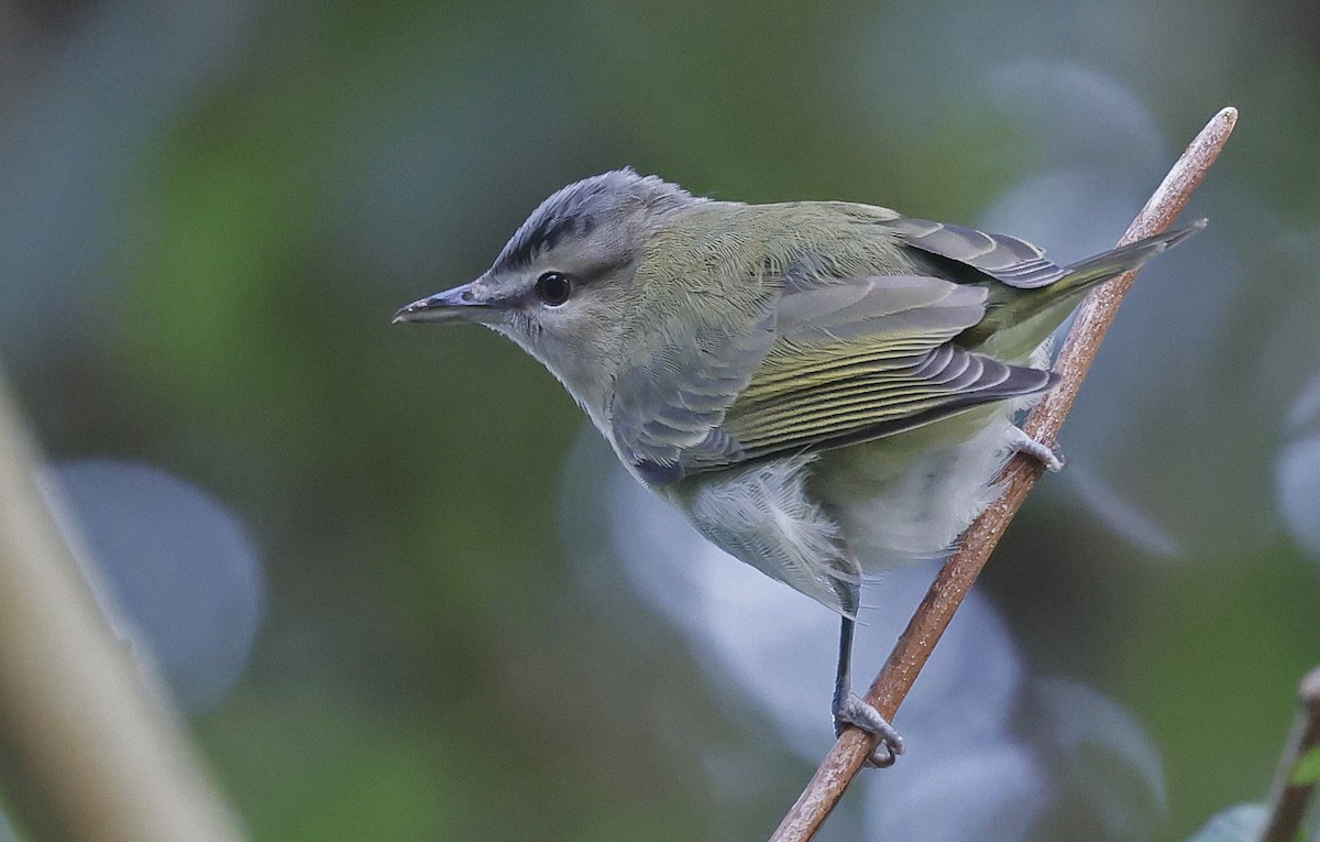 Red-eyed Vireo - ML609382208