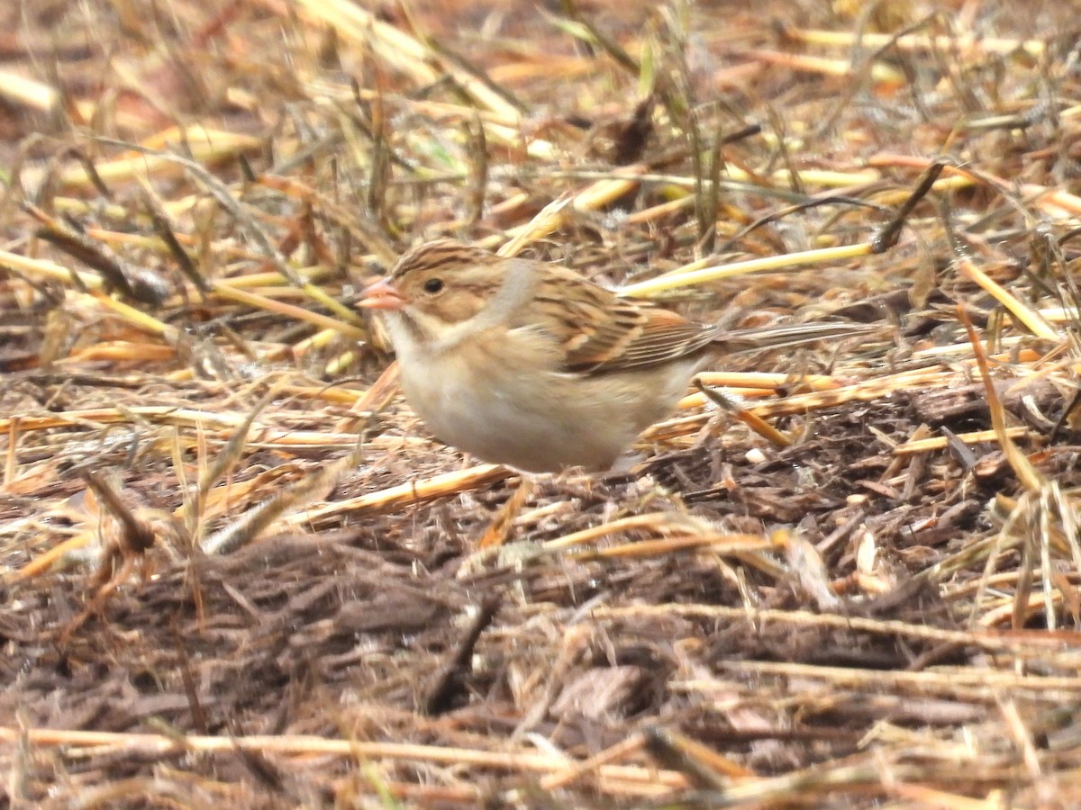 Clay-colored Sparrow - ML609382258