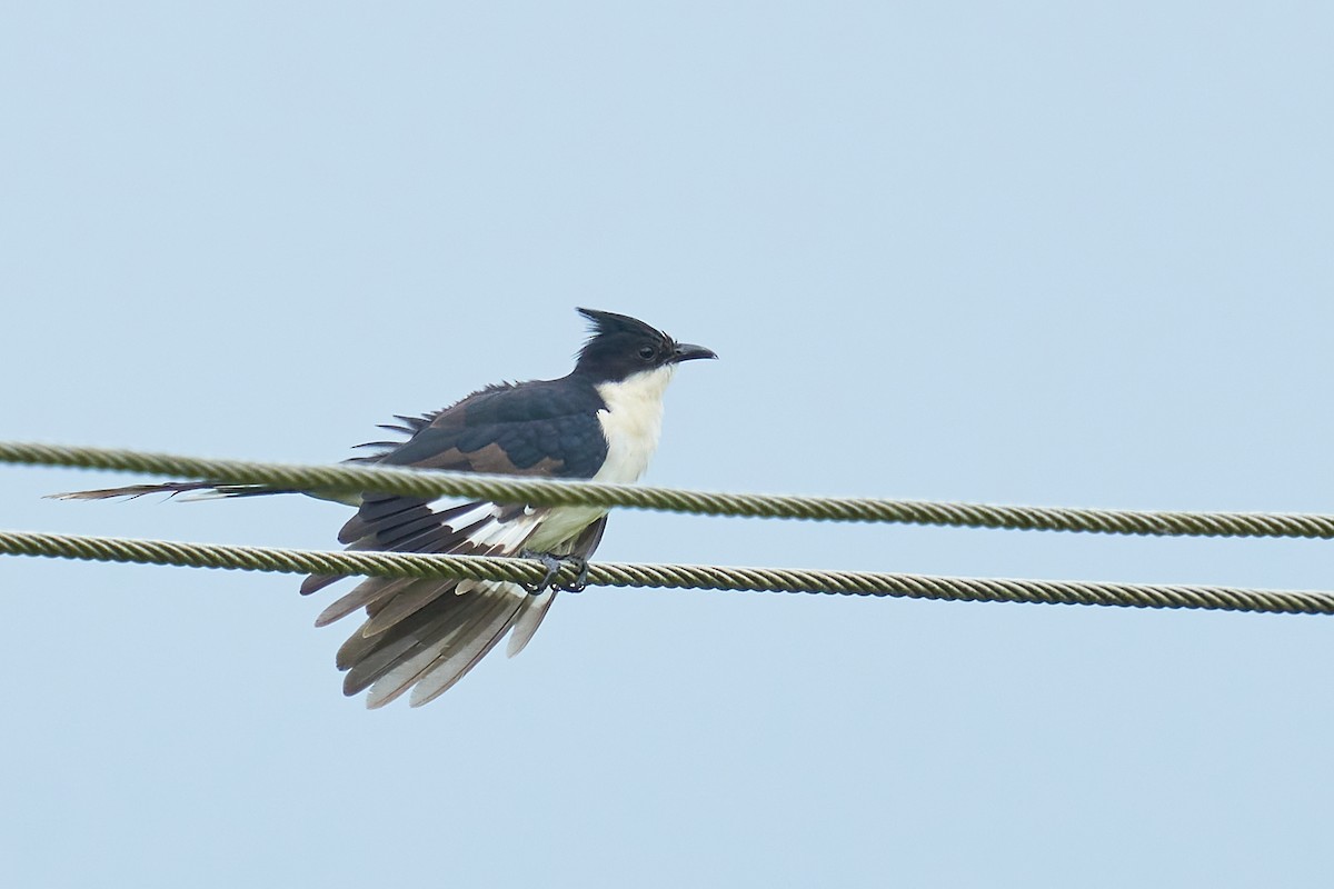 Pied Cuckoo - ML609382291