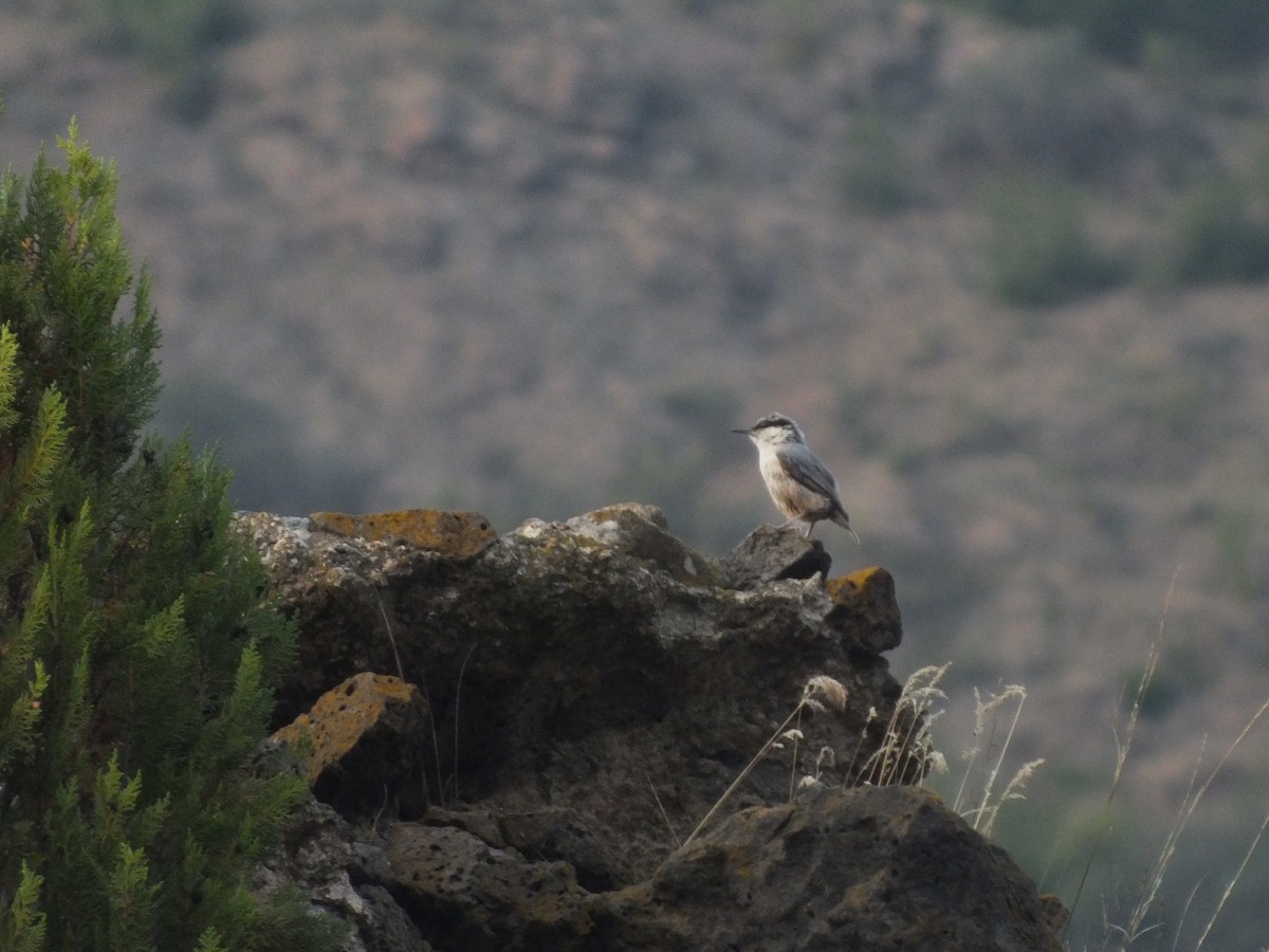 Western Rock Nuthatch - ML609382369