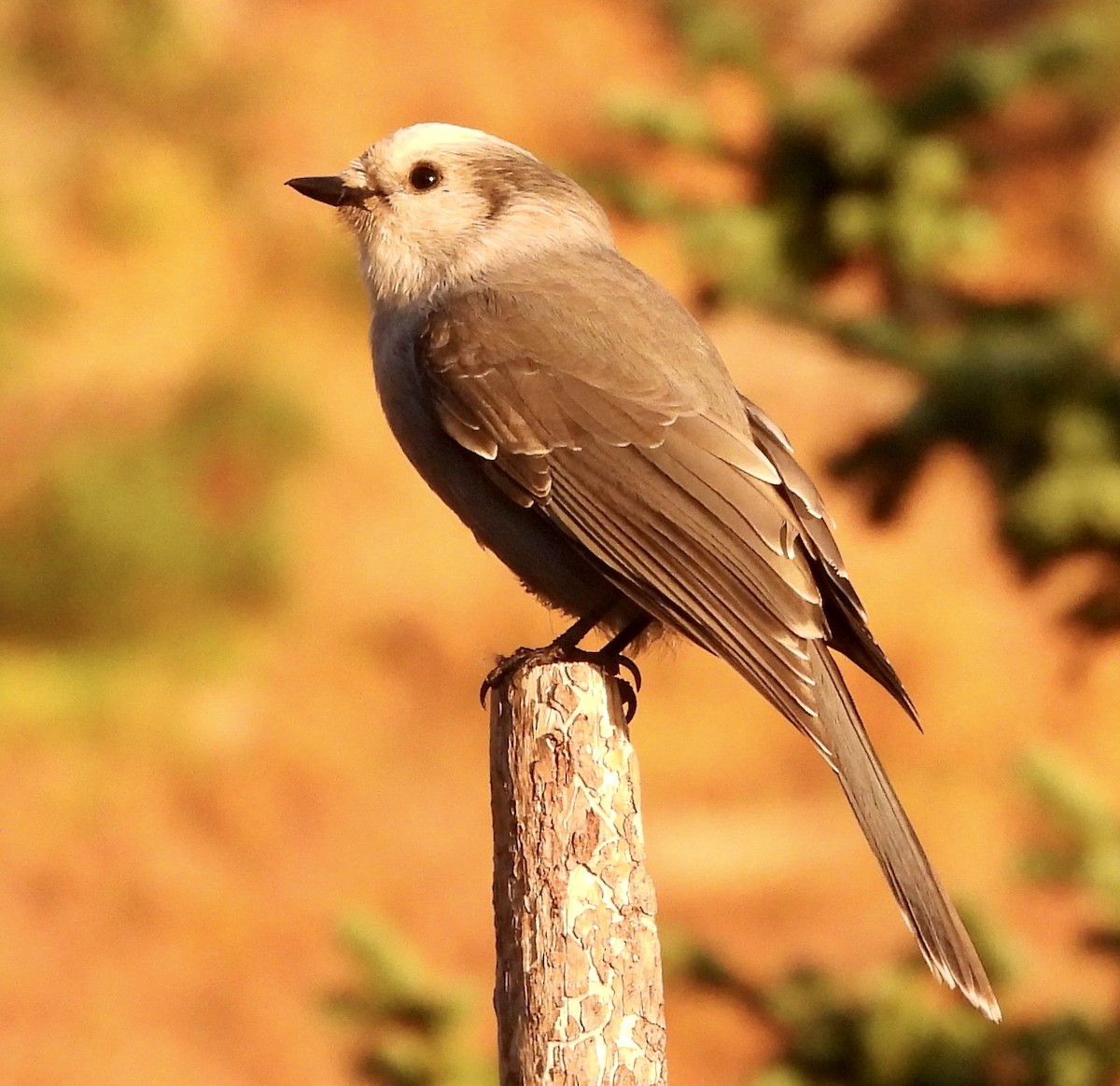 Canada Jay - ML609382440