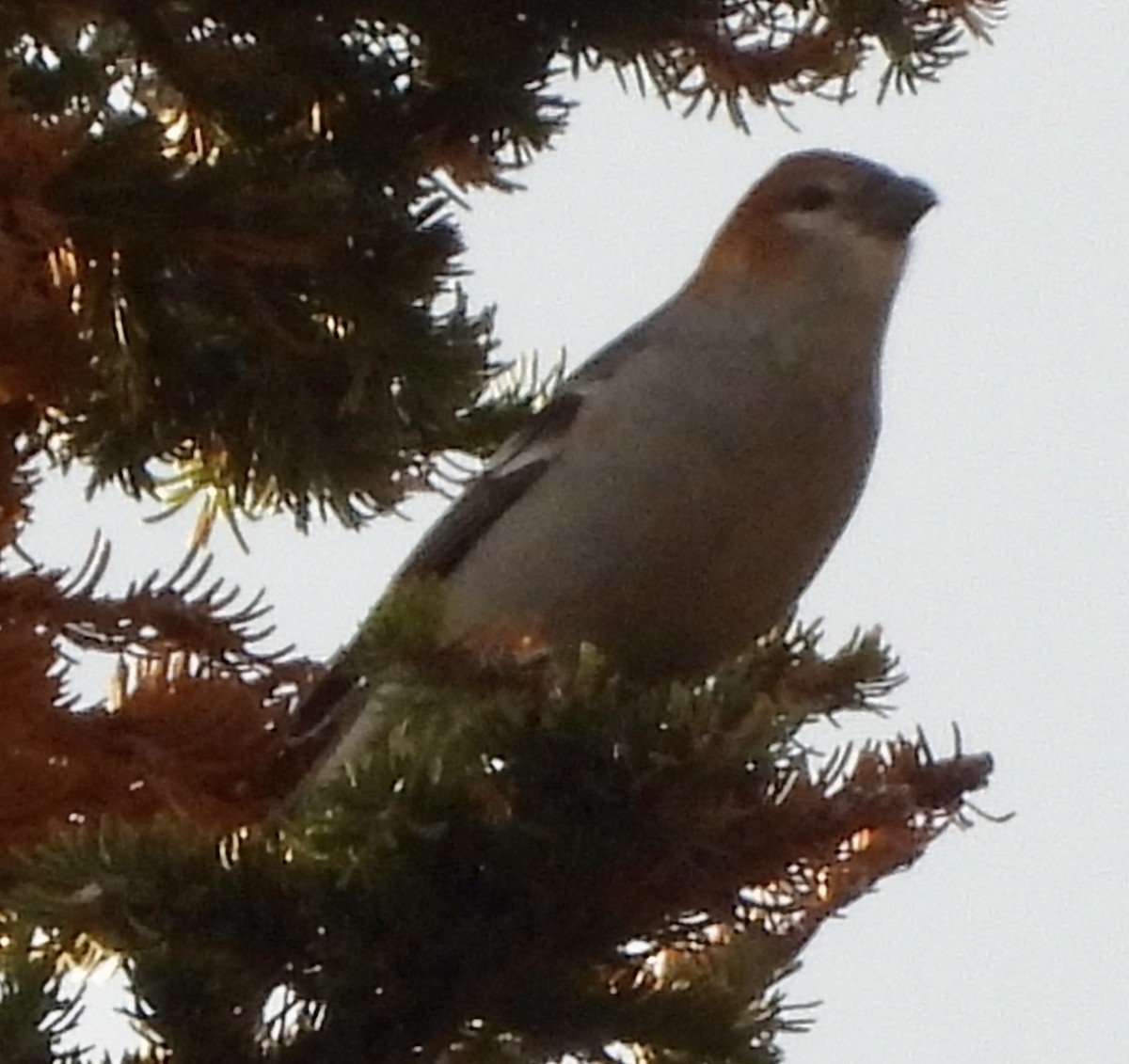 Pine Grosbeak - ML609382466