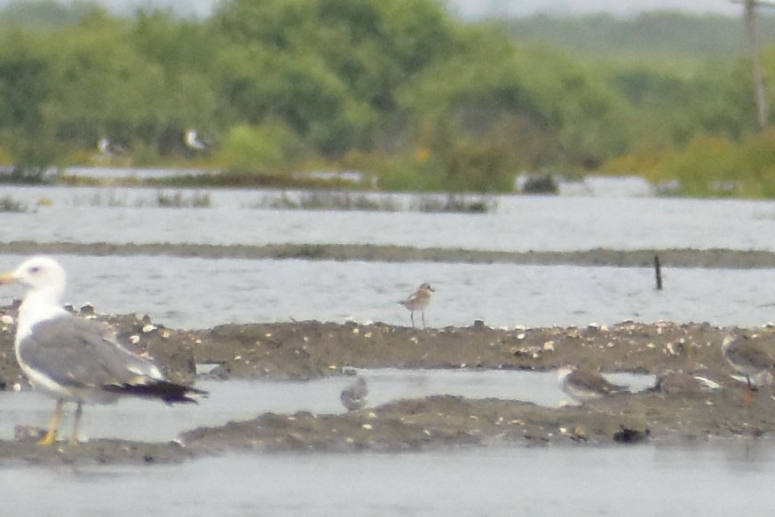 Greater Sand-Plover - Baranidharan S