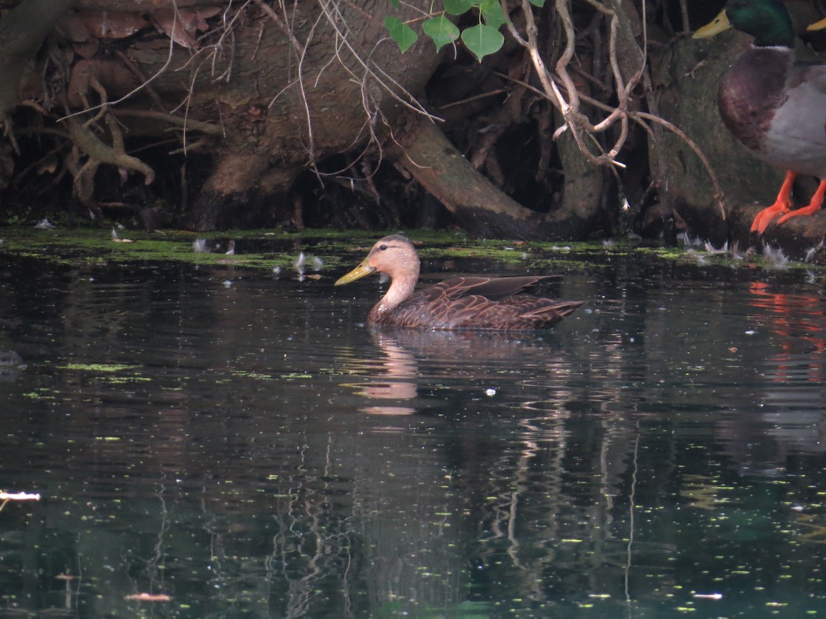 Canard brun - ML609382511