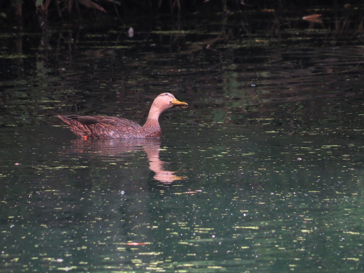 Mottled Duck - ML609382513