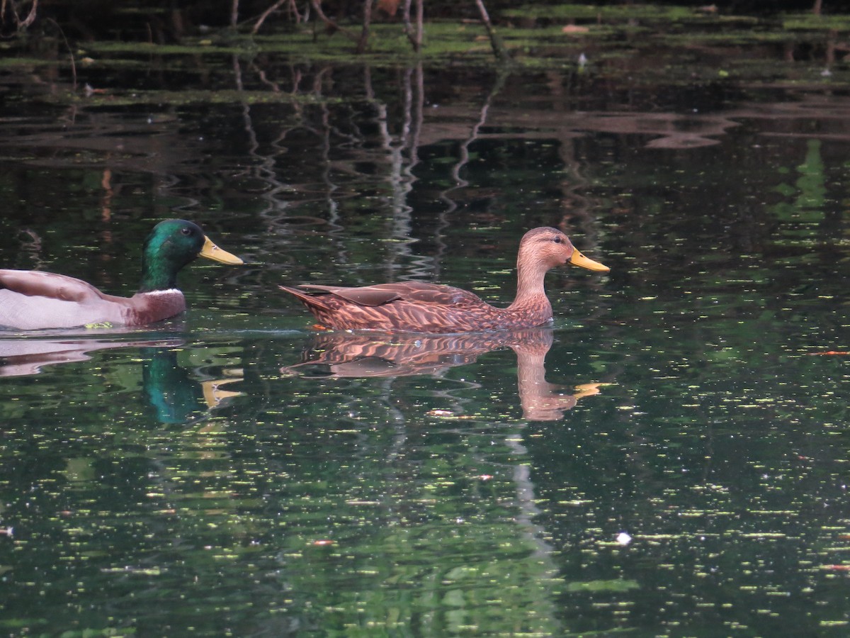 Canard brun - ML609382514