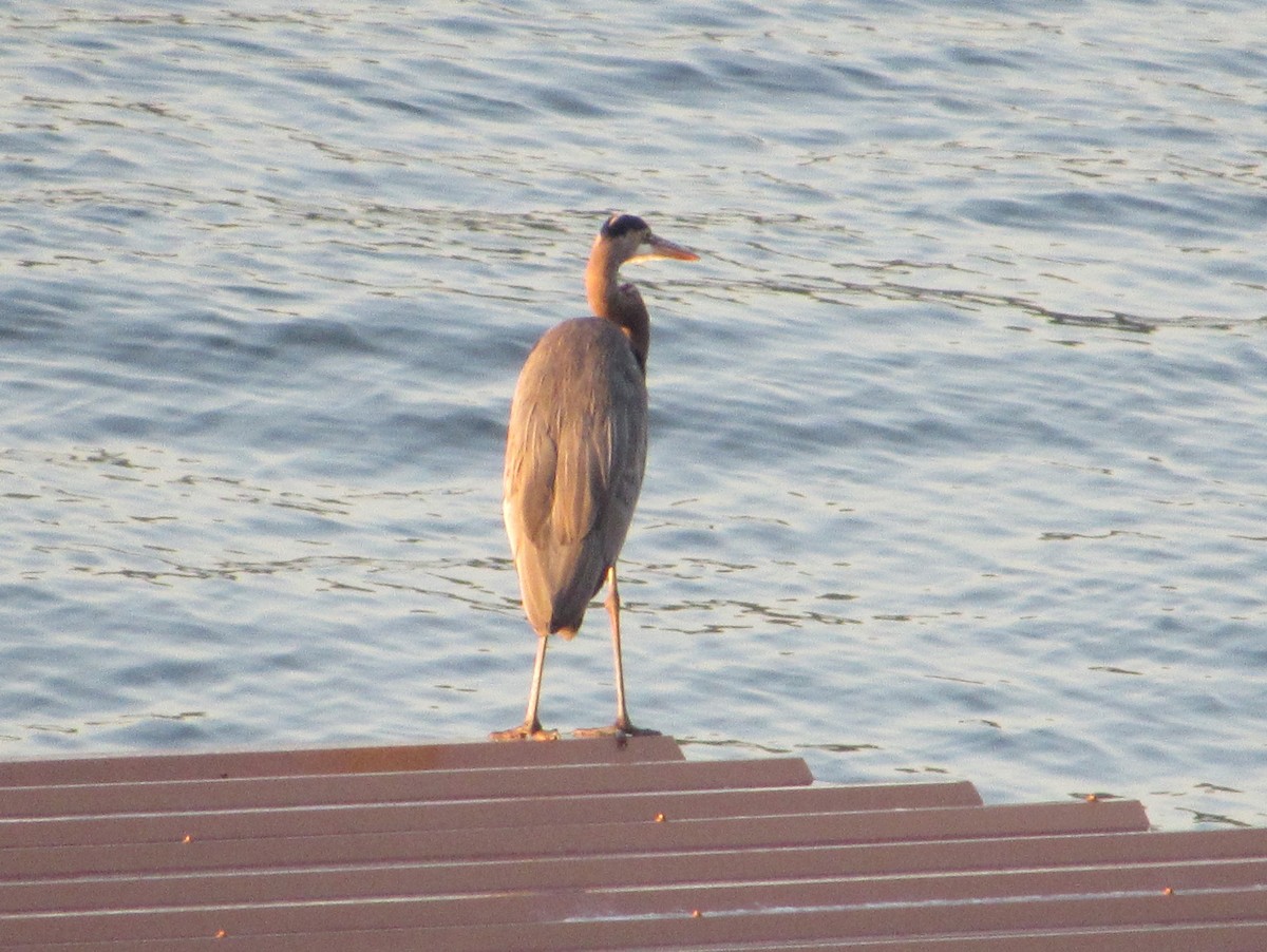 Great Blue Heron - ML609382611