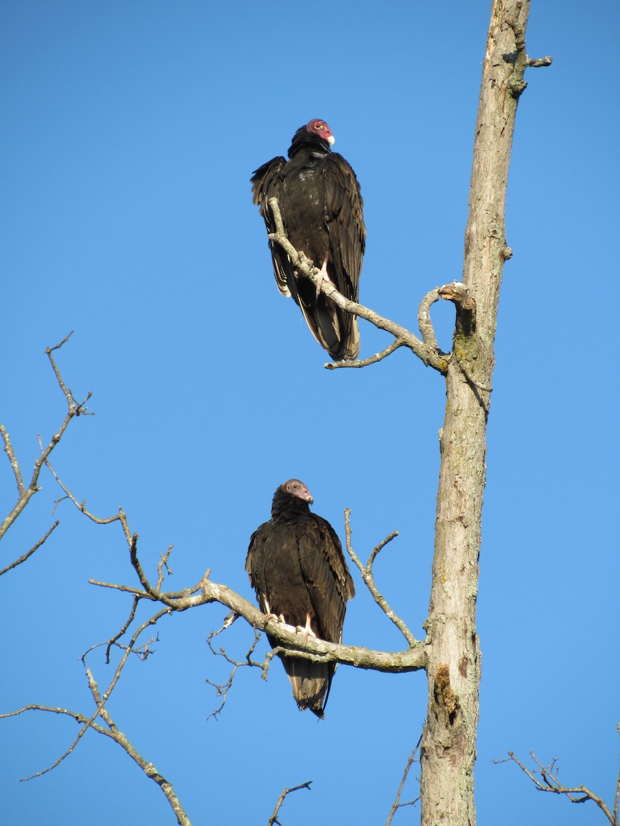 Black Vulture - ML609382618