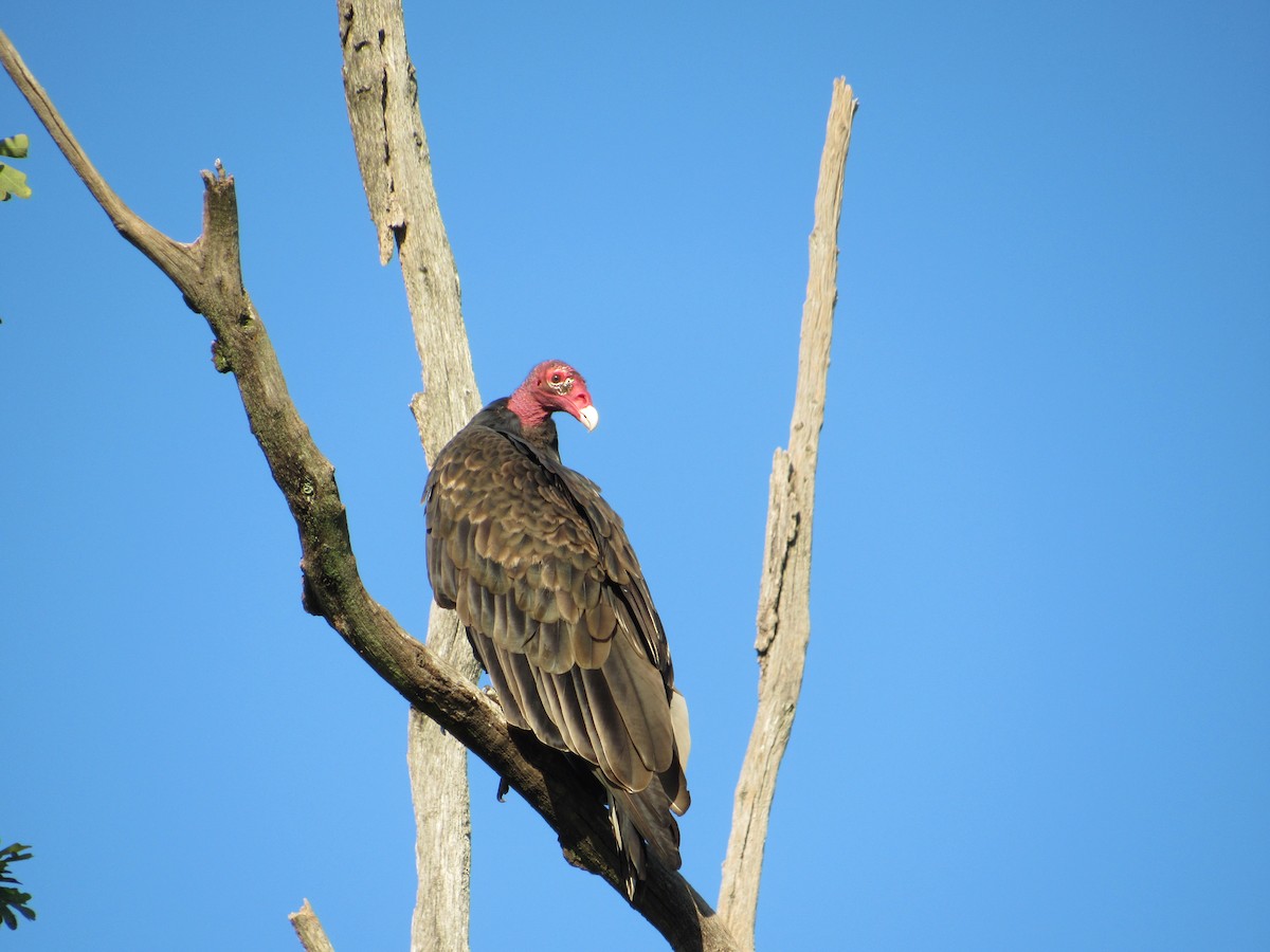 Turkey Vulture - ML609382628