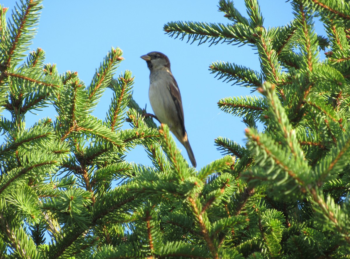 House Sparrow - ML609382781