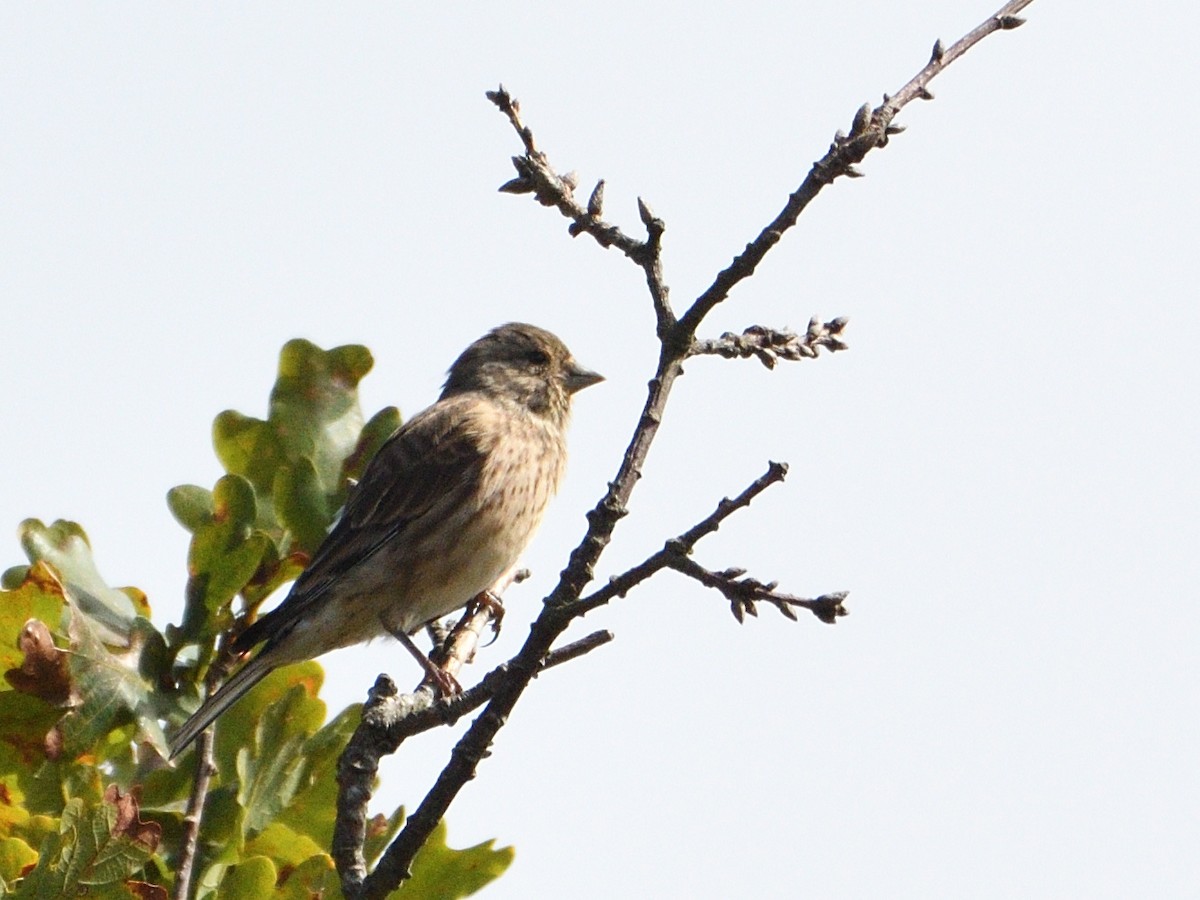 Eurasian Linnet - ML609382833