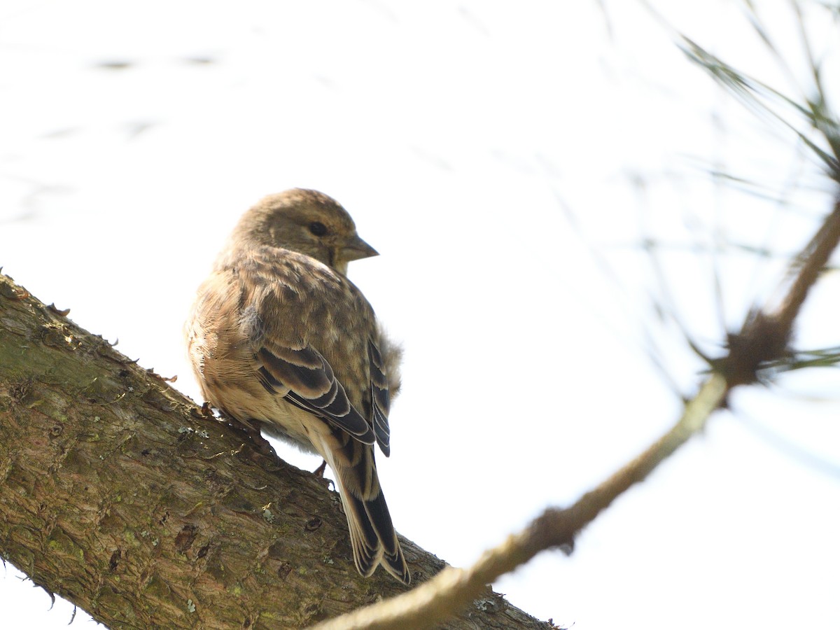 Eurasian Linnet - Manuel Espenica