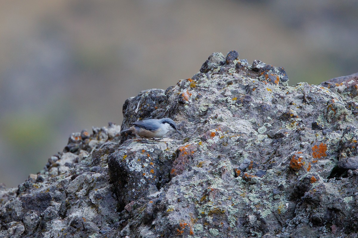 Western Rock Nuthatch - ML609382847