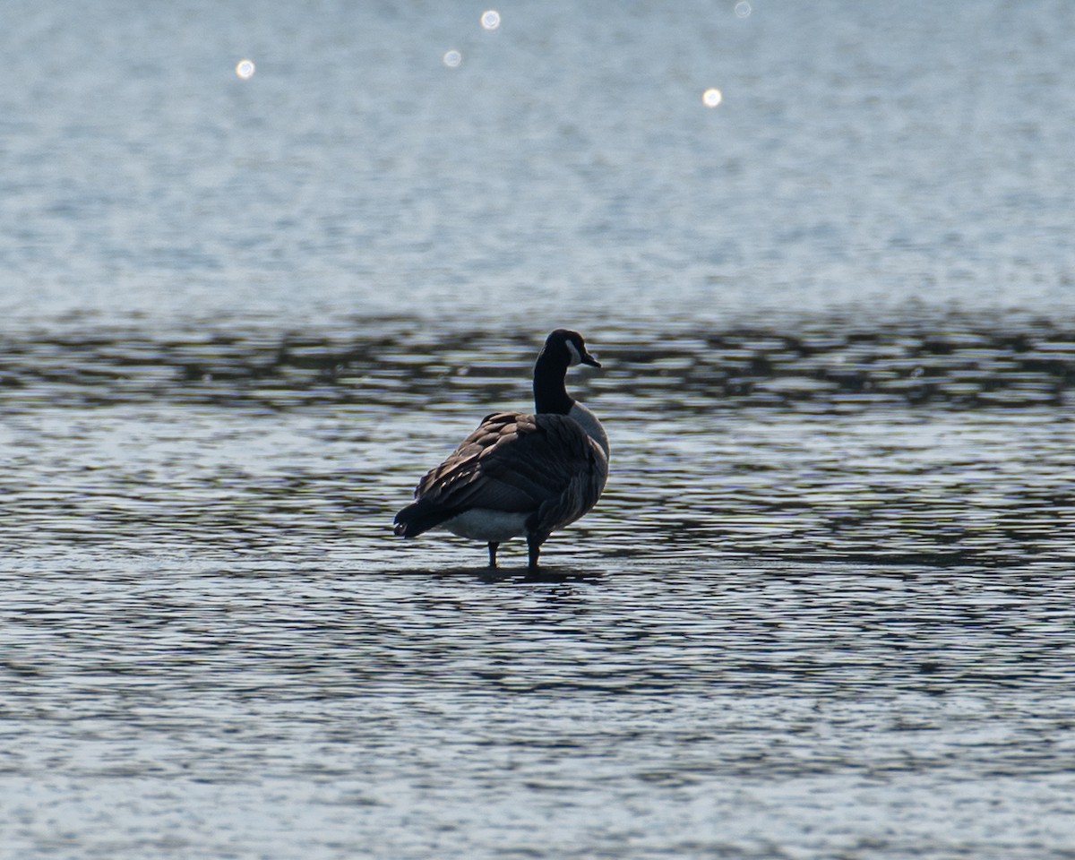 Canada Goose - ML609382885