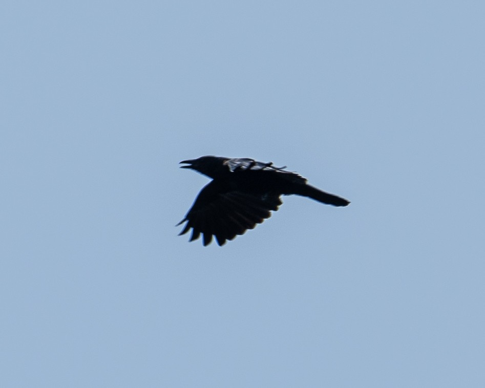 American Crow - ML609382894