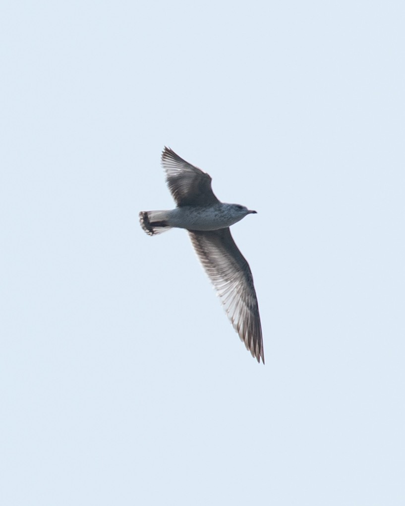 Ring-billed Gull - ML609382899