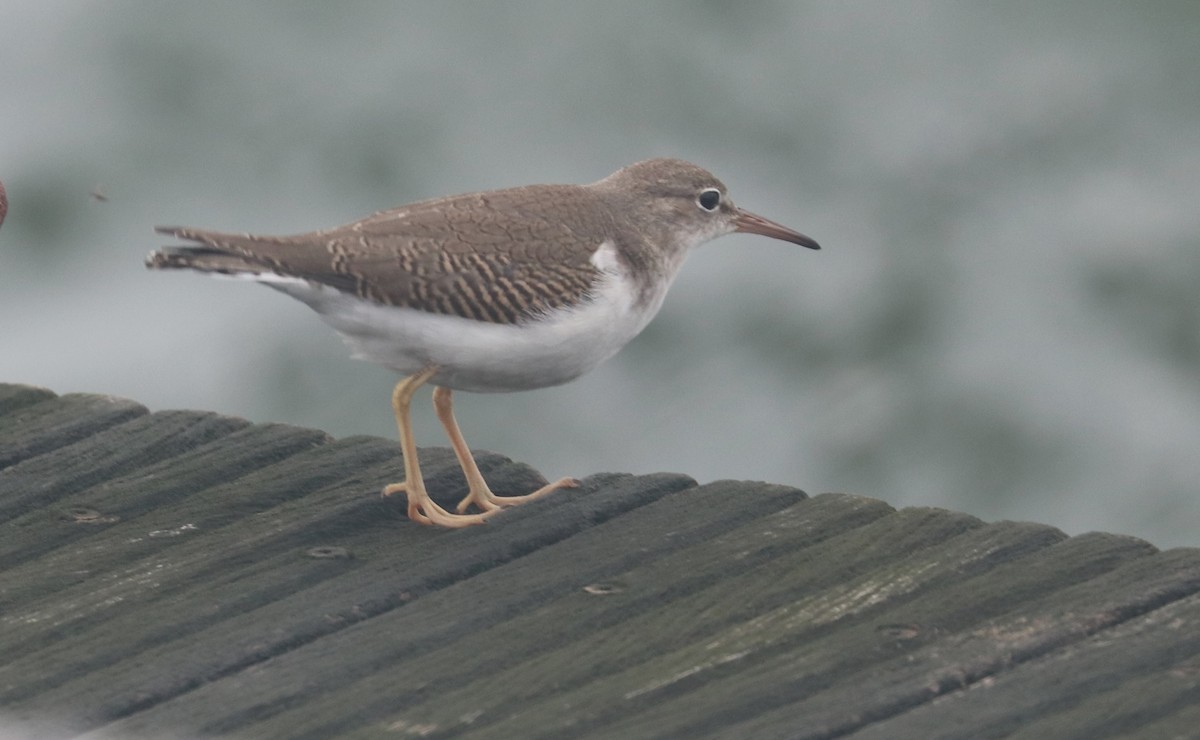 Spotted Sandpiper - ML609383014