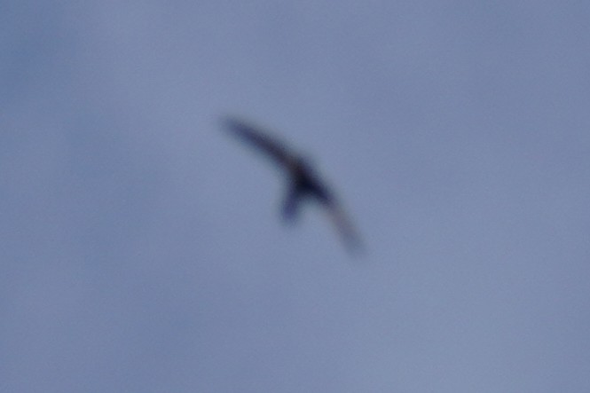 Black Swift - ML609383087