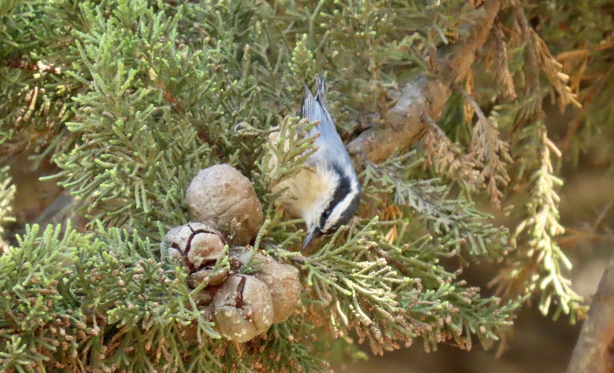 Red-breasted Nuthatch - ML609383091