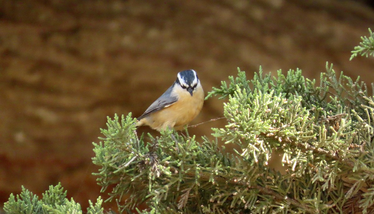 Red-breasted Nuthatch - ML609383106