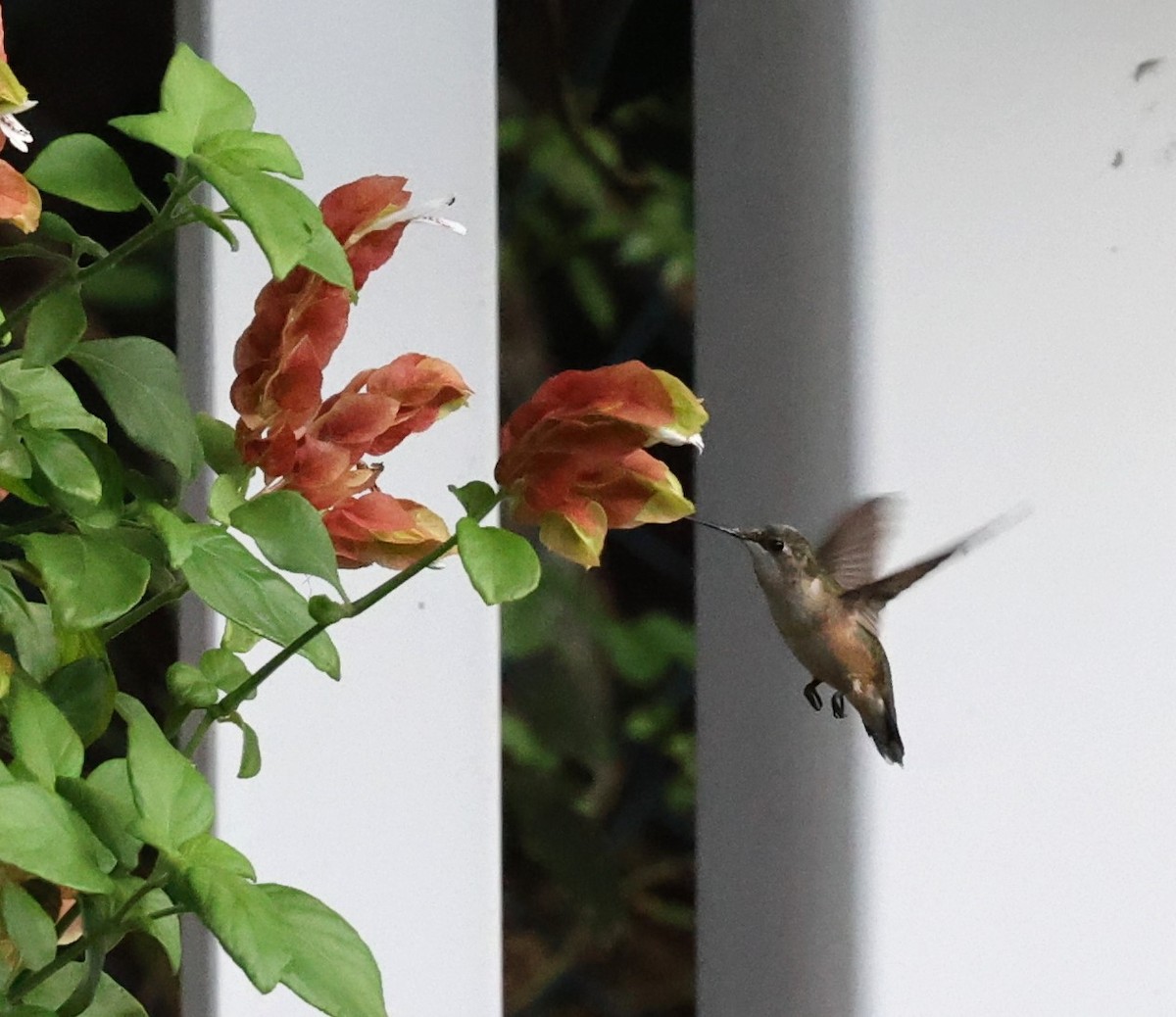 Ruby-throated Hummingbird - ML609383195