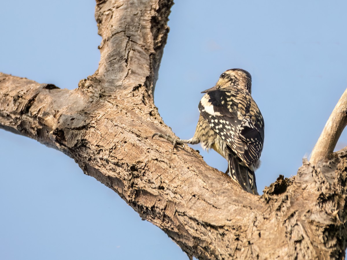 Yellow-bellied Sapsucker - ML609383532