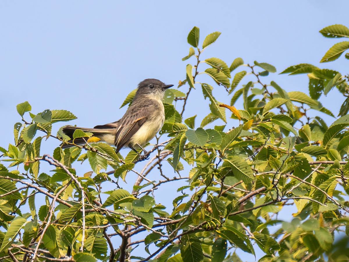 Eastern Phoebe - ML609383538