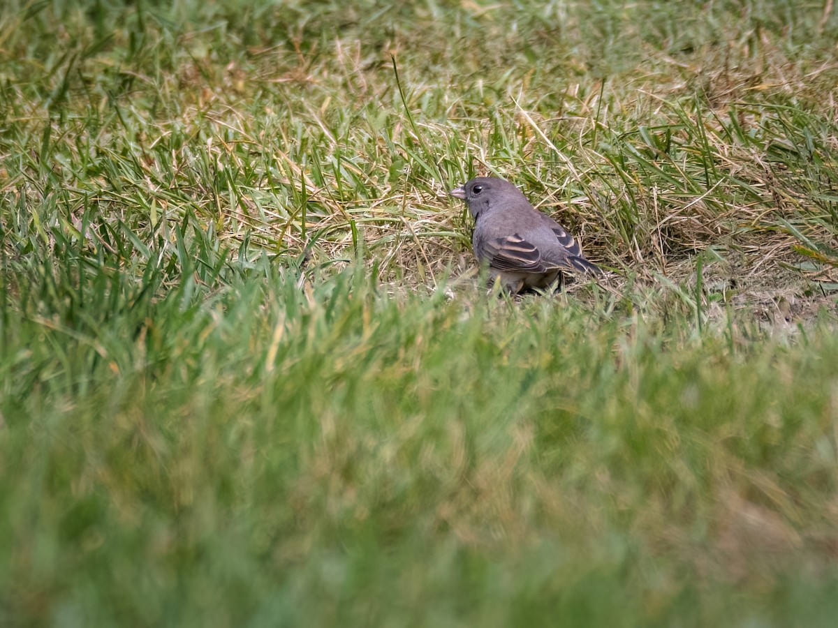 Junco Ojioscuro - ML609383605