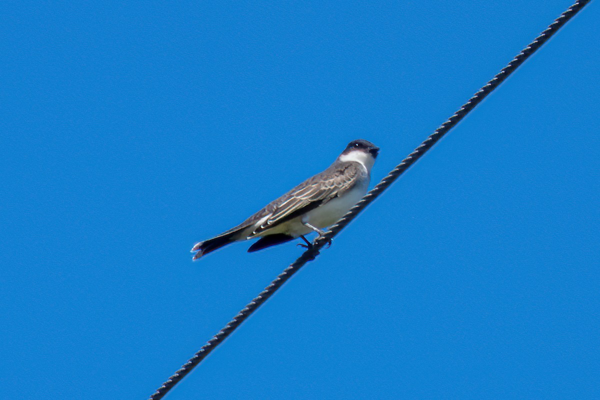 Eastern Kingbird - ML609383815