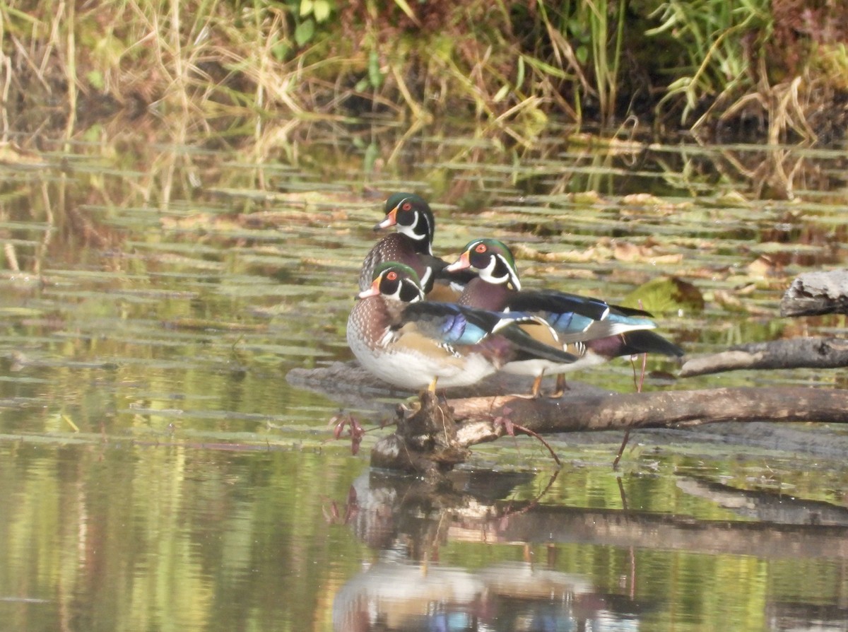 Wood Duck - Martine Parent