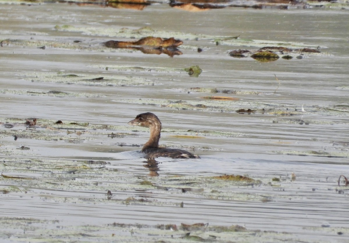 Pied-billed Grebe - Martine Parent