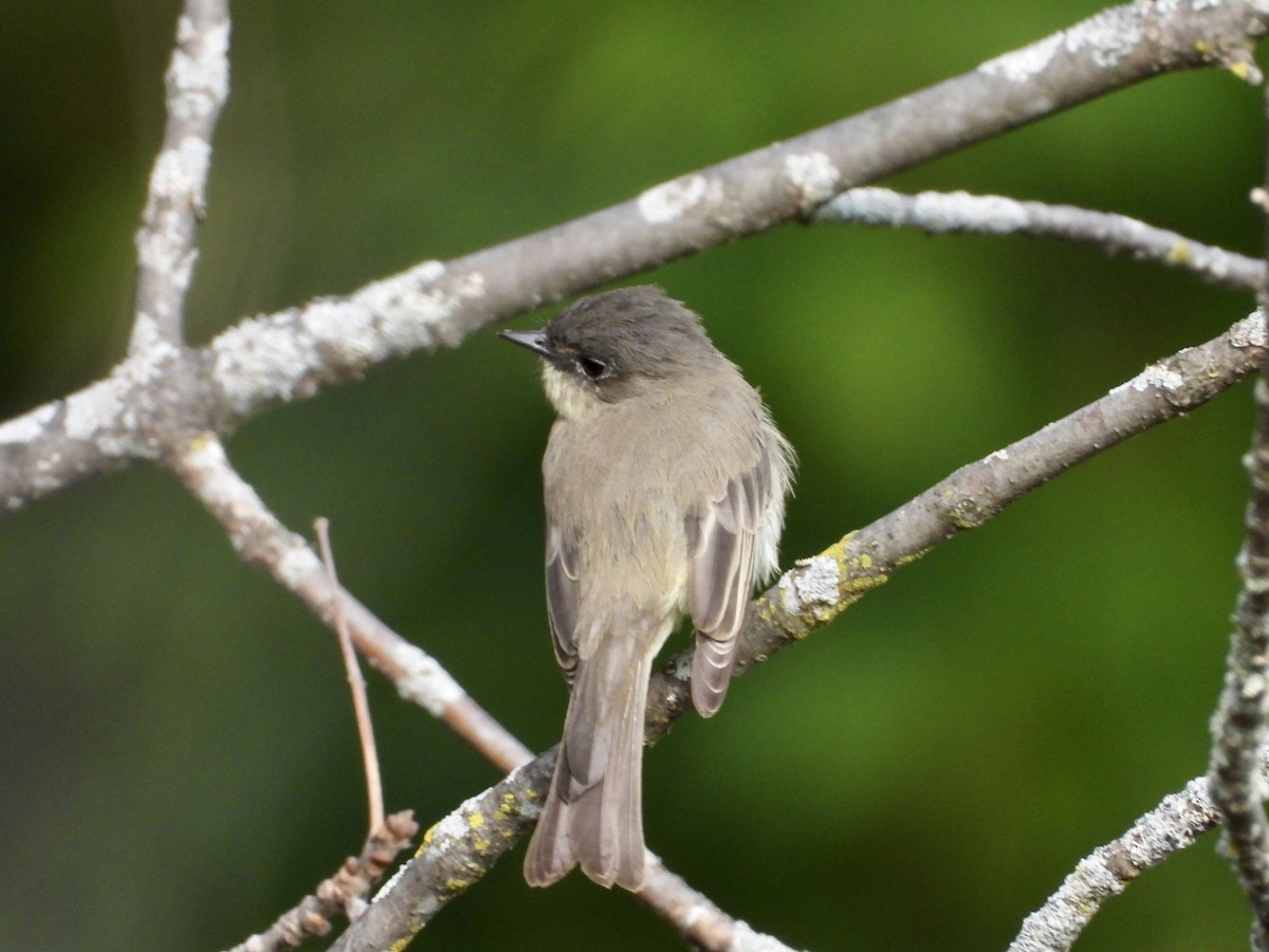 Eastern Phoebe - ML609383904