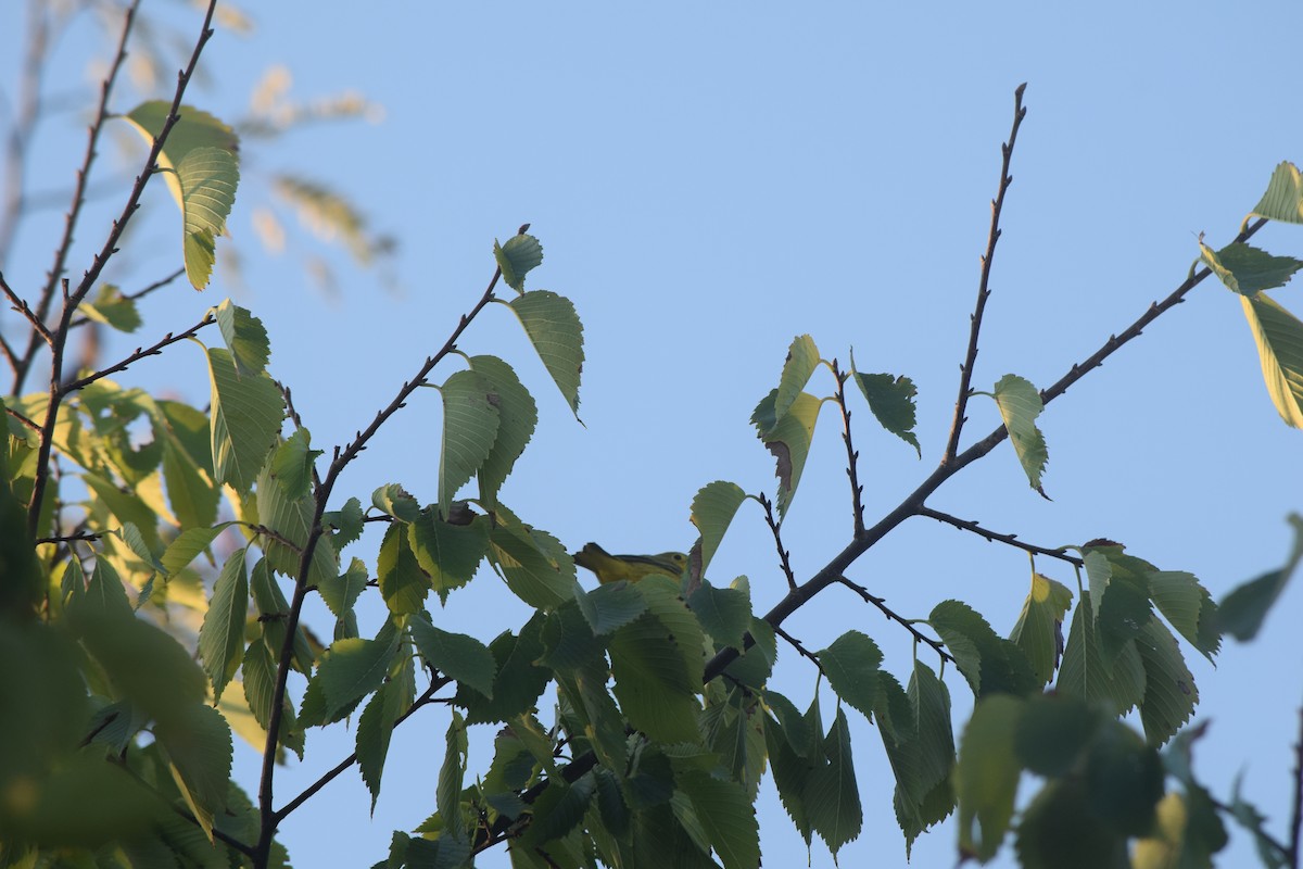 Yellow Warbler (Northern) - ML609383928
