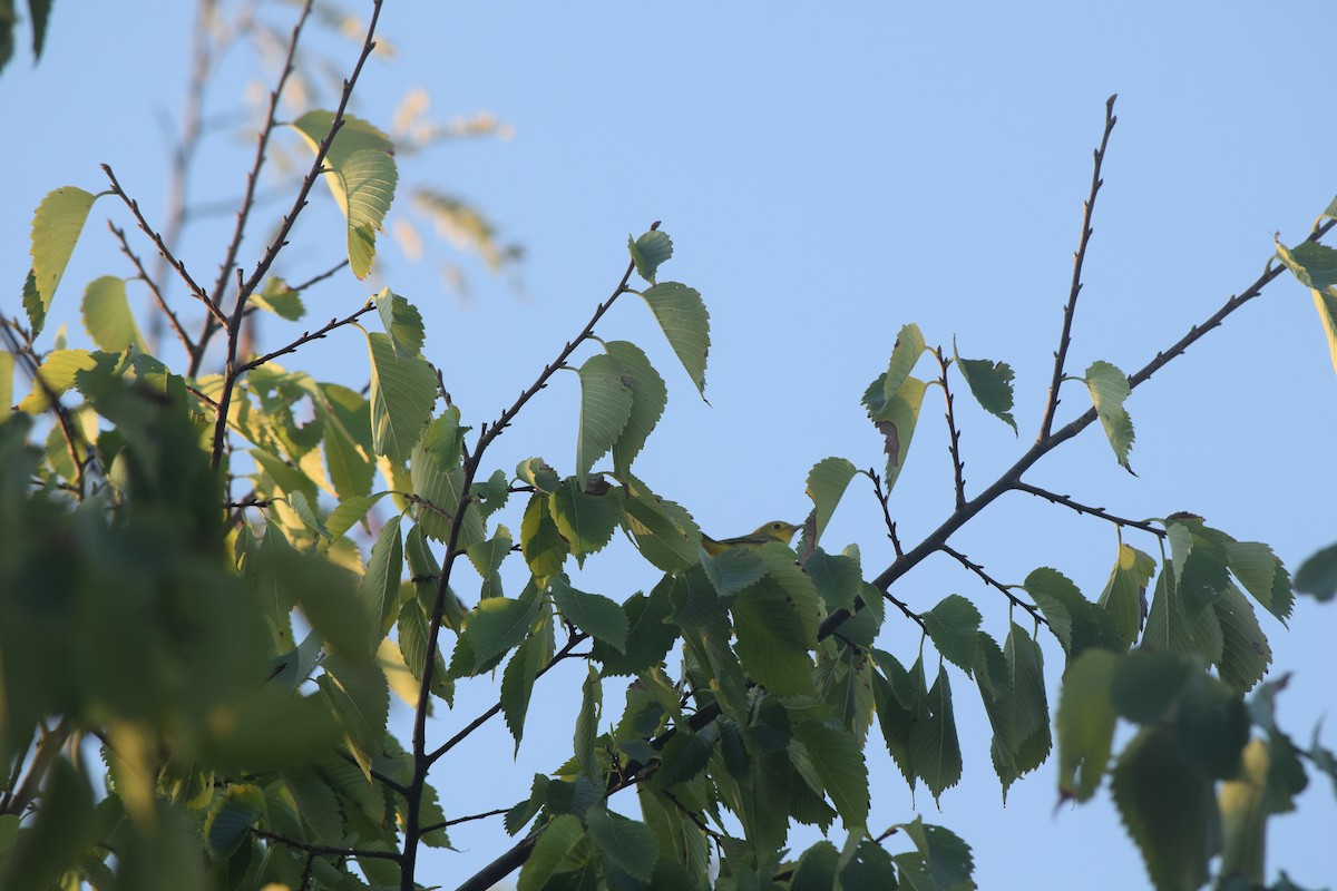 Yellow Warbler (Northern) - ML609383929